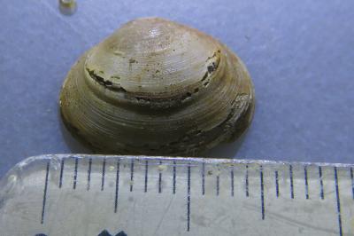 <i>Sphaerium rivicola</i>