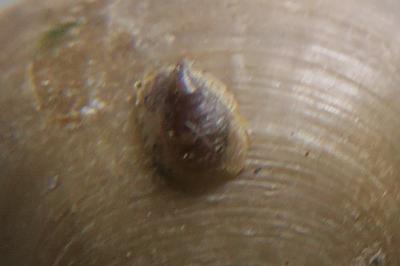 <i>Acroloxus lacustris</i>
