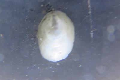 <i>Ancylus fluviatilis</i>