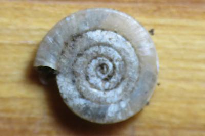 <i>Anisus vortex</i>