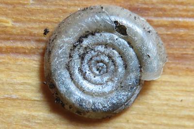 <i>Anisus vortex</i>