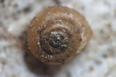 <i>Paralaoma servilis</i>