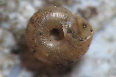 <i>Paralaoma servilis</i>