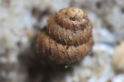 Acanthinula aculeata