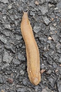 <i>Testacella haliotidea</i>