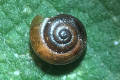 <i>Oxychilus alliarius</i>