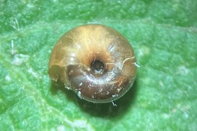<i>Oxychilus alliarius</i>