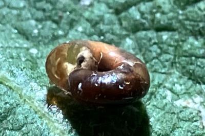 <i>Oxychilus alliarius</i>