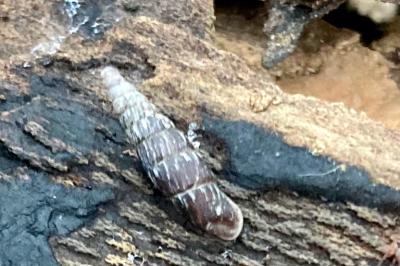 <i>Clausilia bidentata</i>