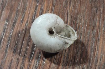 <i>Fruticicola fruticum</i>