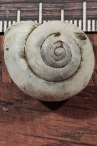<i>Fruticicola fruticum</i>