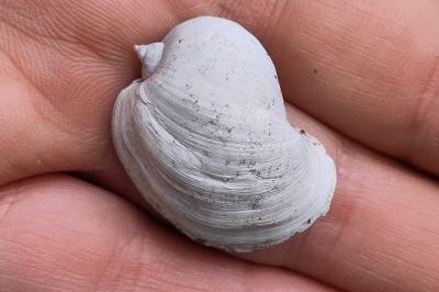 <i>Radix auricularia</i>