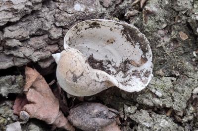 <i>Radix auricularia</i>