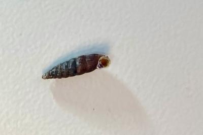 <i>Clausilia bidentata</i>