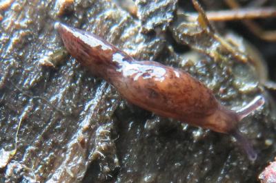 <i>Deroceras laeve</i>