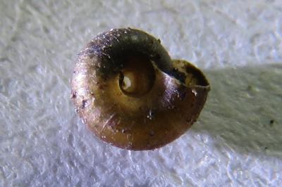 <i>Paralaoma servilis</i>