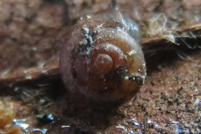 <i>Paralaoma servilis</i>