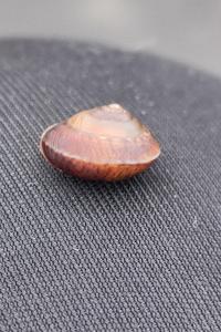 <i>Hygromia cinctella</i>