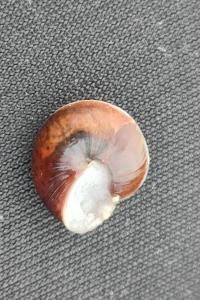 <i>Hygromia cinctella</i>