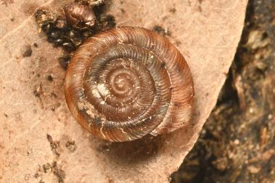 <i>Gonyodiscus rotundatus</i>