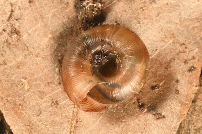 <i>Gonyodiscus rotundatus</i>