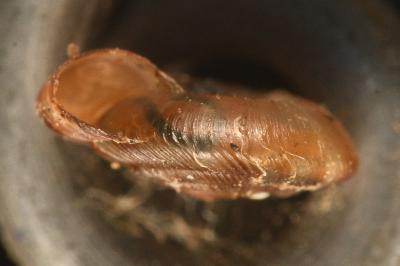 <i>Gonyodiscus rotundatus</i>