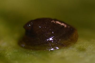 <i>Ancylus fluviatilis</i>