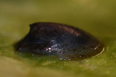 <i>Ancylus fluviatilis</i>