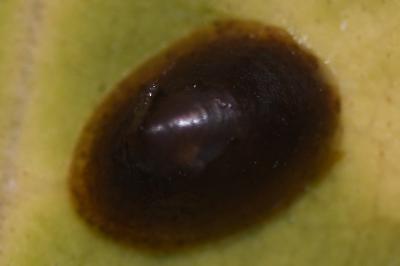 <i>Acroloxus lacustris</i>