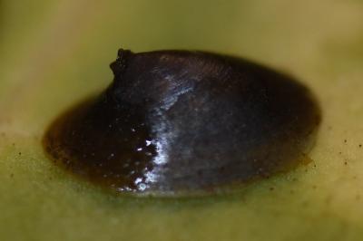 <i>Acroloxus lacustris</i>