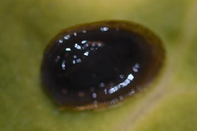<i>Acroloxus lacustris</i>