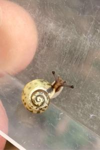<i>Monacha cartusiana</i>