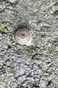 <i>Xeroplexa intersecta</i>