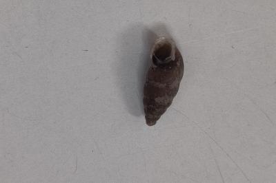 <i>Merdigera obscura</i>