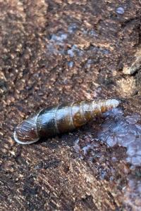 <i>Cochlodina laminata</i>