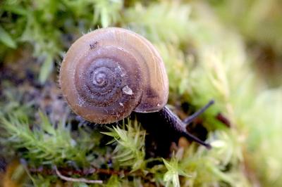 <i>Trochulus hispidus</i>
