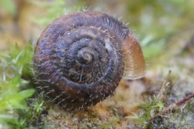 <i>Trochulus hispidus</i>