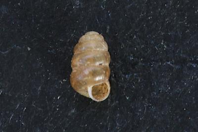<i>Columella aspera</i>