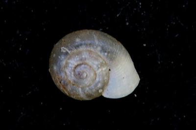 <i>Vallonia costata</i>