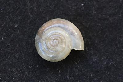 <i>Vitrea crystallina</i>