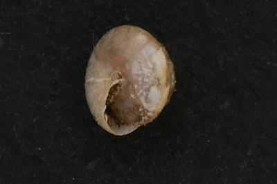 <i>Euconulus fulvus</i>