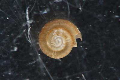 <i>Punctum pygmaeum</i>