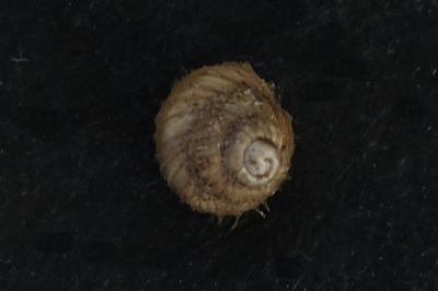 <i>Acanthinula aculeata</i>