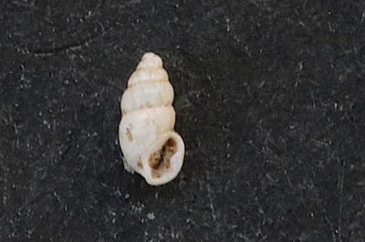 <i>Carychium tridentatum</i>