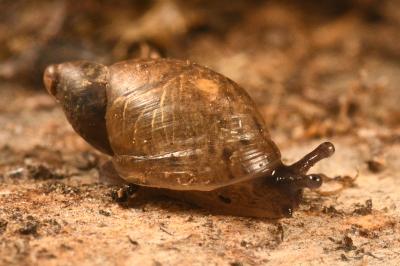 <i>Succinea putris</i>