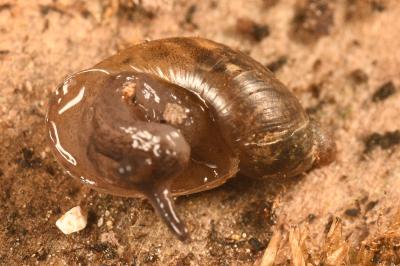 <i>Succinea putris</i>