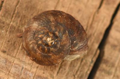 <i>Helicigona lapicida</i>