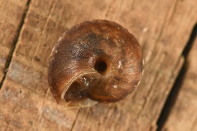 <i>Helicigona lapicida</i>