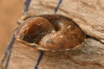 <i>Helicigona lapicida</i>