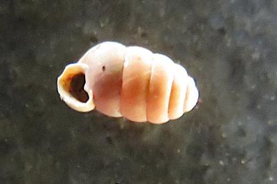 <i>Pupilla muscorum</i>